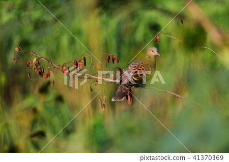 Pheasant in the green 41370369