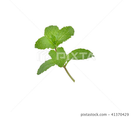 Mint leaves isolated on white background. Mint leaves isolated on white background. 41370429