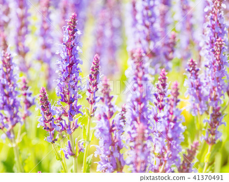 blooming Woodland Sage 41370491