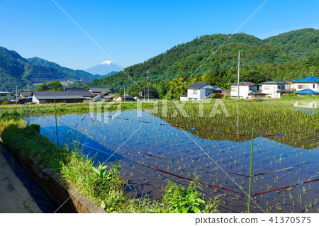 Rice paddies and Mt. Fuji of Oshki-cho Masaki Rice paddies and Mt. Fuji of Oshki-cho Masaki 41370575