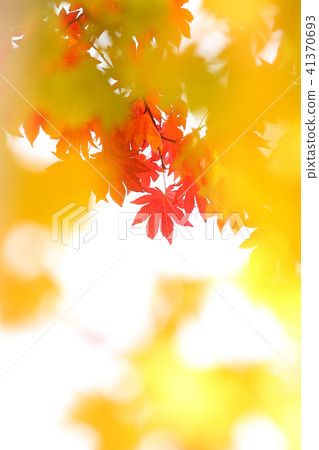 Maple autumn leaves in late autumn 41370693