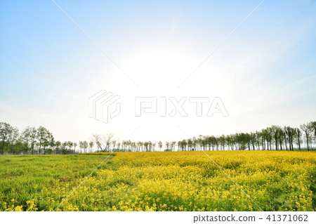 Rape flower of Fukushima-dora (Niigata) Rape flower of Fukushima-dora (Niigata) 41371062
