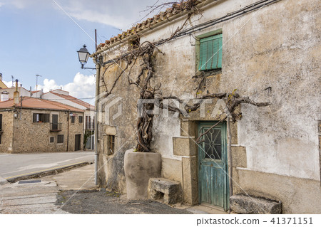 old vine plant Piedrahita Castilla la Mancha Spain 41371151