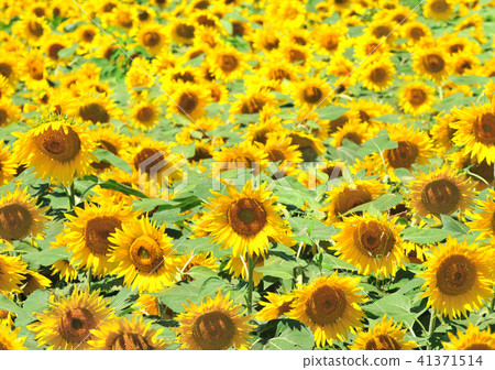 Sunflower field -17909 Sunflower field -17909 41371514