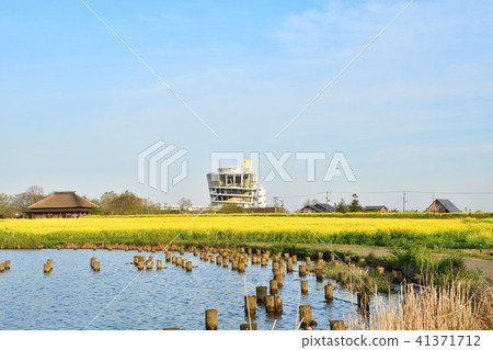 福島縣（新潟縣）的強姦花 41371712