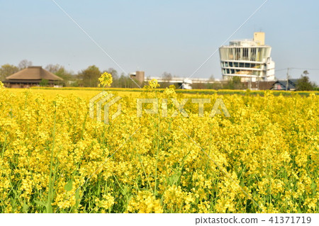 Rape flower of Fukushima-dora (Niigata) Rape flower of Fukushima-dora (Niigata) 41371719