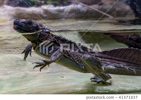 soa soa water lizard from philippines 41371837