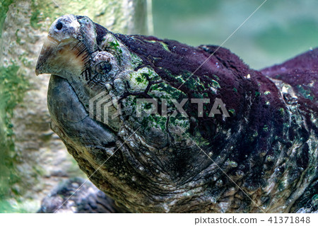 alligator snapping turtle underwater portrait 41371848