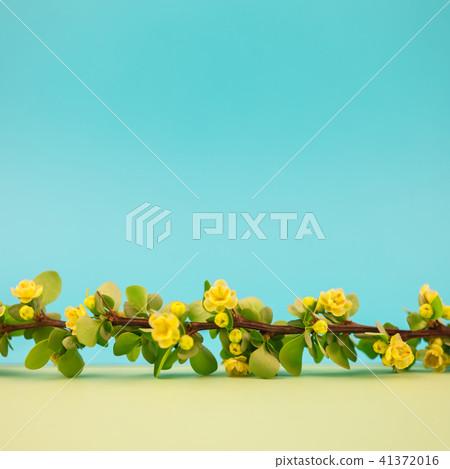 Spring blossoming barberry branch 41372016