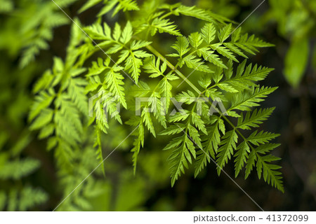 floral background - hemlock on blurred background 41372099