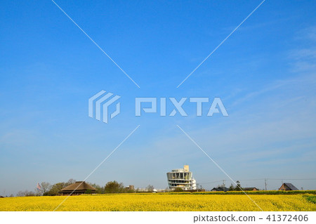 Rape flower of Fukushima-dora (Niigata) 41372406