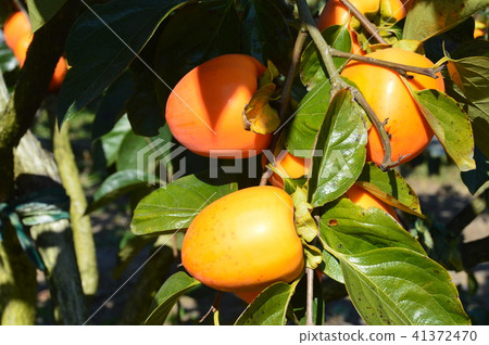 Oyster fruit (Chichibu city, Saitama prefecture) Oyster fruit (Chichibu city, Saitama prefecture) 41372470