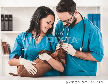 Two young veterinarians examine teeth Two young veterinarians examine teeth 41373710