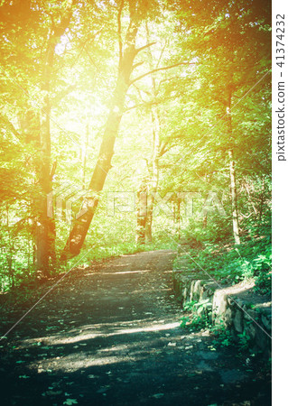 Road in the forest park in the spring With a Yellow highlight Road in the forest park in the spring With a Yellow highlight 41374232