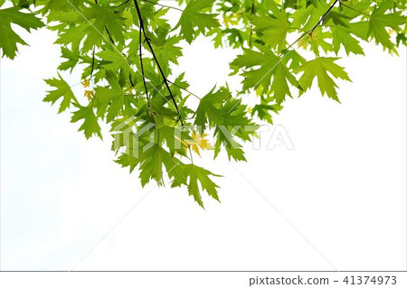 Refreshing fresh green image Maple spring image Refreshing fresh green image Maple spring image 41374973