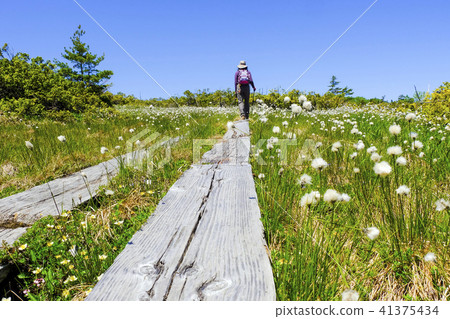 Botanical flower path Botanical flower path 41375434