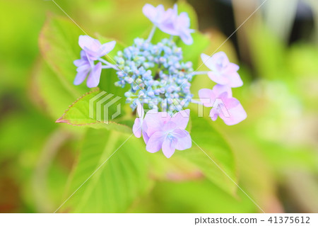 繡球花 41375612