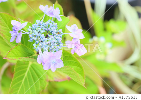 繡球花 41375613