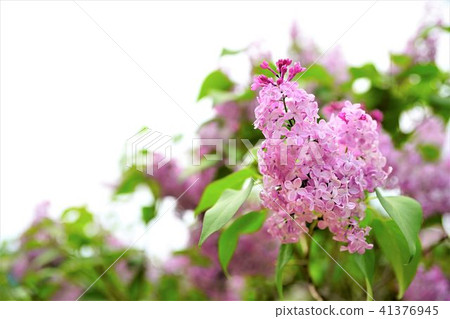 Lilac in full bloom 41376945
