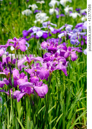 Iris Iris 41377086