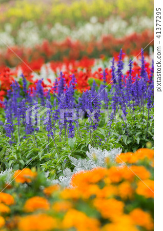 Seasonal summer summer Seasonal summer summer 41377295