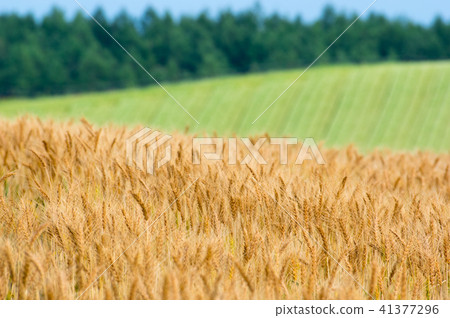 Wheatfruit hill 41377296