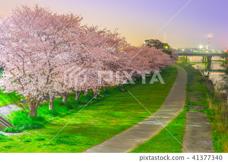 夢見川河床（兵庫縣姬路市）夜間的櫻花 41377340