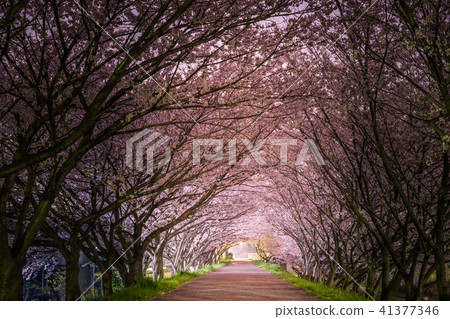 Night cherry blossoms along the Yumezen River Embankment (Himeji City, Hyogo Prefecture) *Photo location in the comment section of the work Night cherry blossoms along the Yumezen River Embankment (Himeji City, Hyogo Prefecture) *Photo location in the comment section of the work 41377346