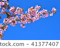 櫻桃樹 41377407