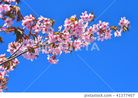 Cherry Blossoms	 41377407
