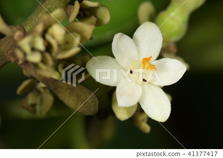 它是一種天然植物Hasano Hagiri，一種花。有一朵雄花和一朵雌花，這意味著白色的花瓣和花萼片是三朵雄花 41377417