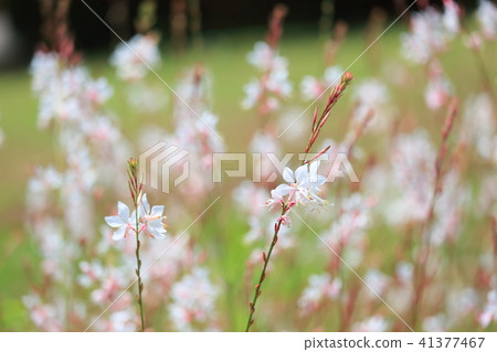 Goura花 41377467