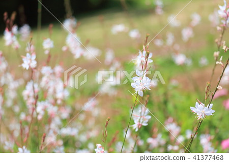 Goura花 41377468
