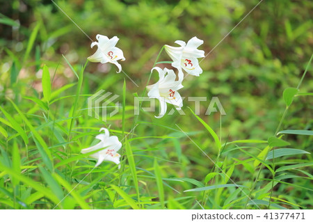 莎莎百合花 莎莎百合花 41377471