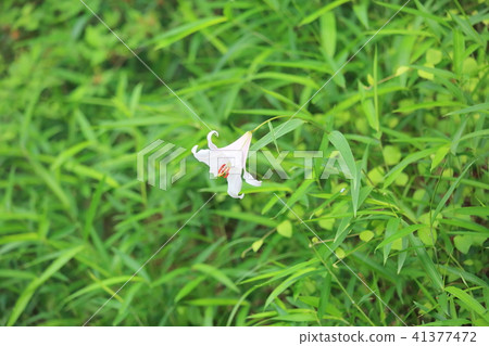 莎莎百合花 莎莎百合花 41377472