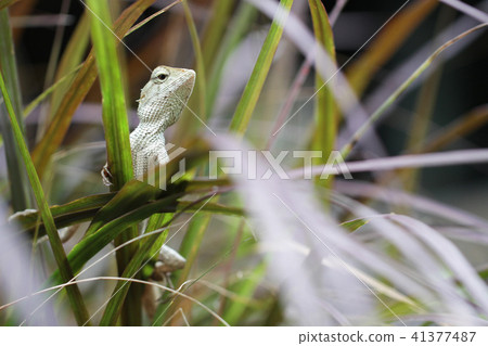 Green chameleon lizard dragon hunting insects leaf Green chameleon lizard dragon hunting insects leaf 41377487