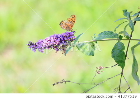 Buddha flower Buddha flower 41377519