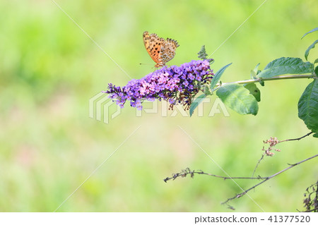 Butterfly bush flowers 41377520