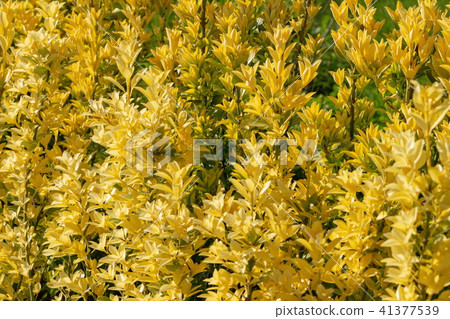 Yellow hedge 41377539