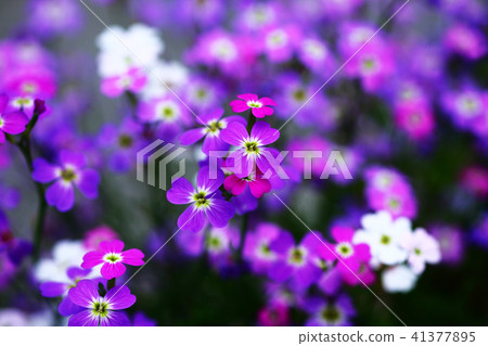 Virginia stock flowers Virginia stock flowers 41377895