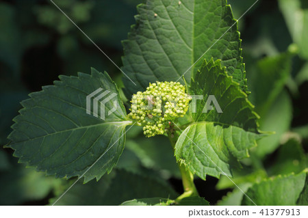 蜘蛛和夫人久美子·繡球花蕾 蜘蛛和夫人久美子·繡球花蕾 41377913