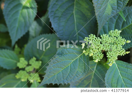 Benigaku Yamah繡球花的花蕾 Benigaku Yamah繡球花的花蕾 41377914