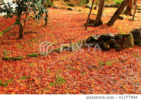 The landmark of autumnal leaves Togeo Saigaji The landmark of autumnal leaves Togeo Saigaji 41377994