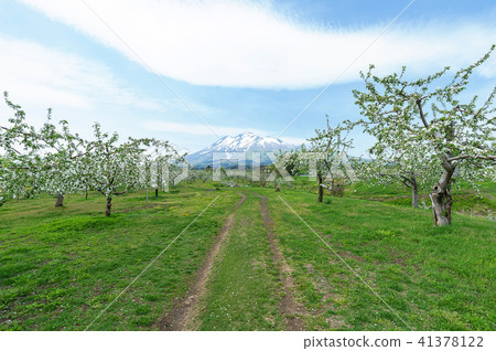 Spring Iwakiyama and Tsugaru's apple garden 41378122