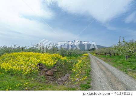 Spring Iwakiyama and Tsugaru's apple garden 41378123