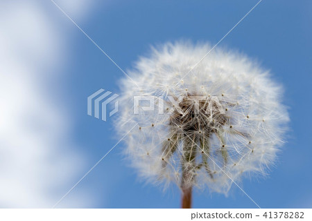 天空和蒲公英 天空和蒲公英 41378282