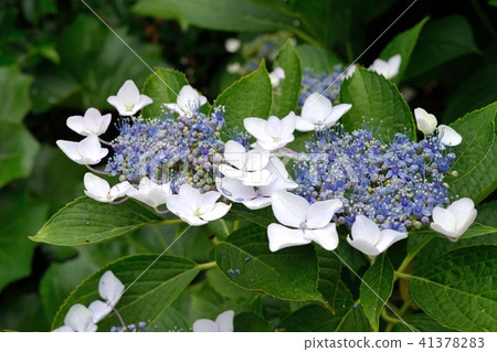  繡球花 41378283