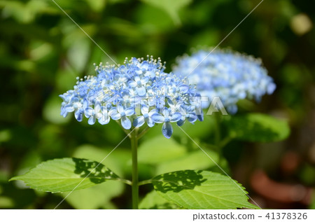 Hydrangea · hydrangea (Mikawa Chidori) 41378326