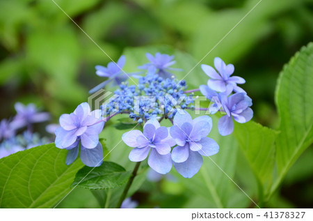 Hydrangea · Hydrangea (Kokonoe's cherry tree) 41378327