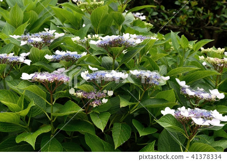 Gaku hydrangea Gaku hydrangea 41378334
